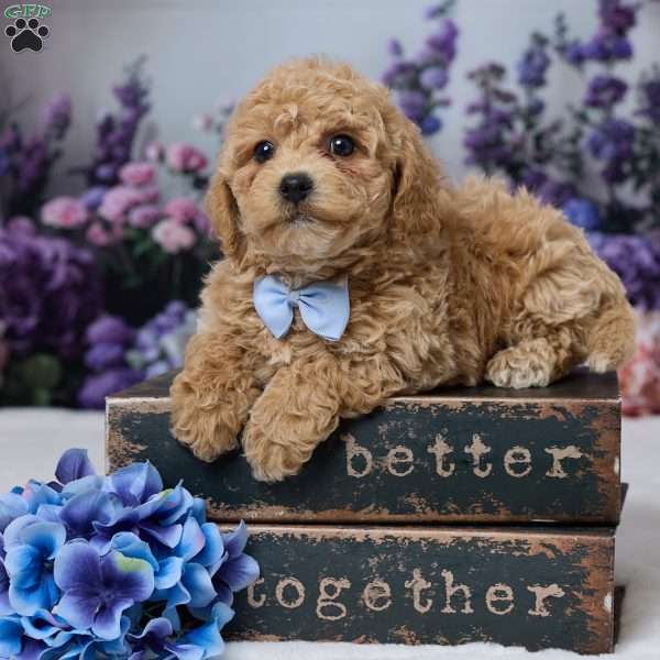 Duke, Bich-Poo Puppy